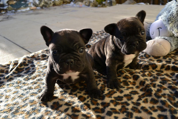 Izzia & Indie