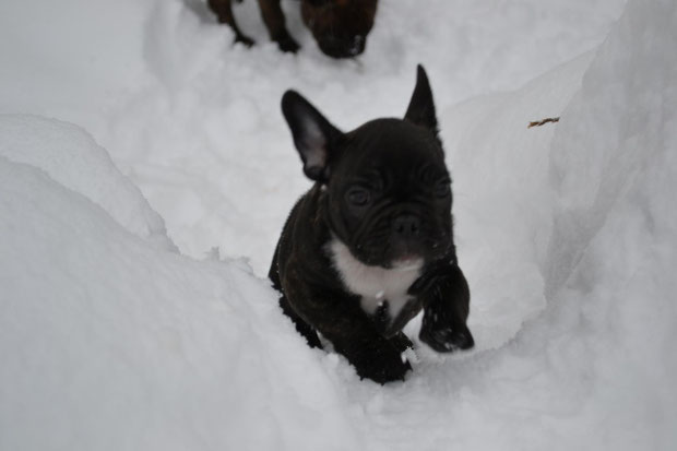 Izzia dans la neige