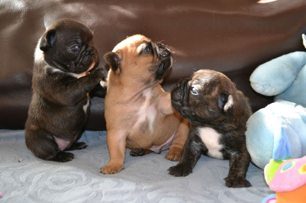 Izzia, Indios, Indie