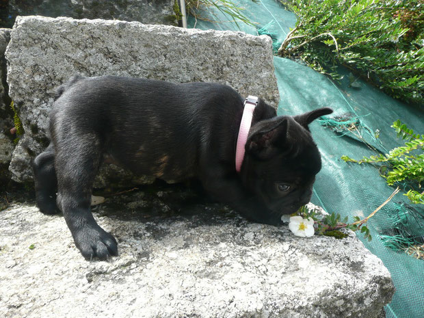 Hestia