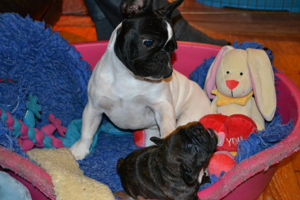 Hera & Indie (28.10.2012)