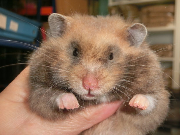 Cece