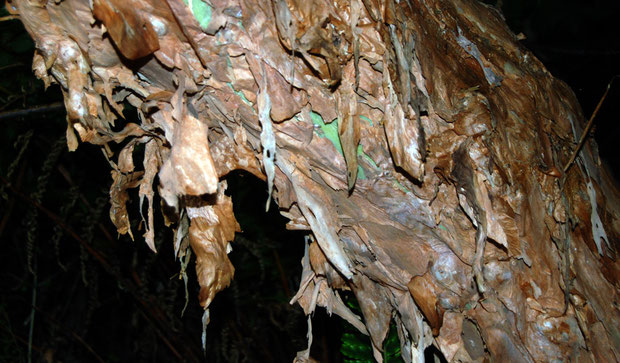 The papery bark of a giant fuscia tree on the Rakiura Track, near Little River, Stewart Island.