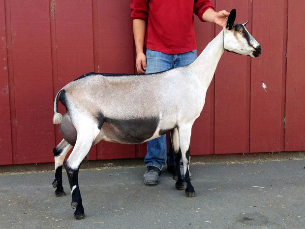 Bearly Xenith Fettucelle, dam of Fideos