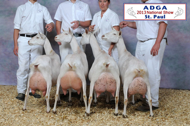 SGCH Spinning Spider AV Changes (2yr), SGCH Spinning Spider DM Bubbles (3yr), SGCH Jug-Tavern's D. Edelweiss (4yr), SGCH Spinning Spider ABDM Halelujah (7 yr).  Third place dairy herd, 2013 ADGA National Show.