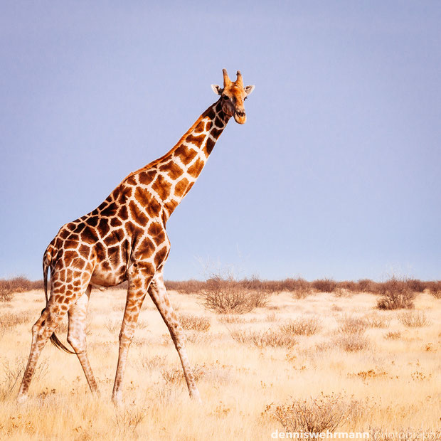 giraffe etosha nationalpark namibia