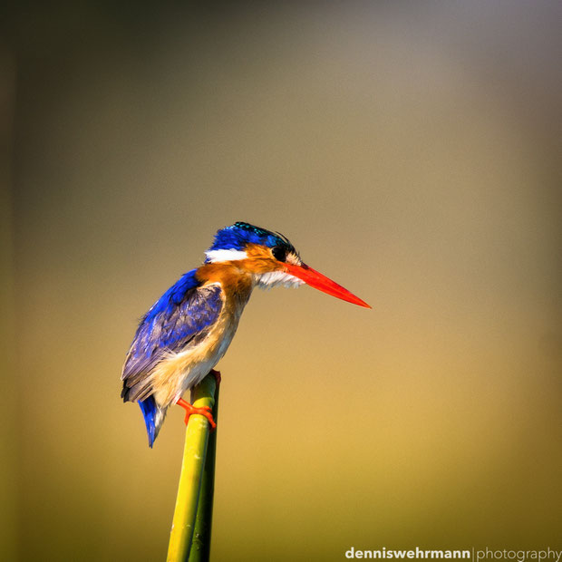 my new friend malachite kingfisher at the okavango delta botswana... d610; 900mm; f5.6; 1/840 sec.; iso 200