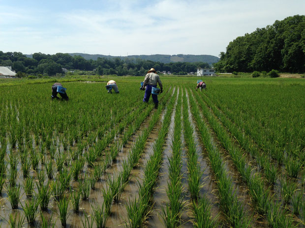 田の草取り