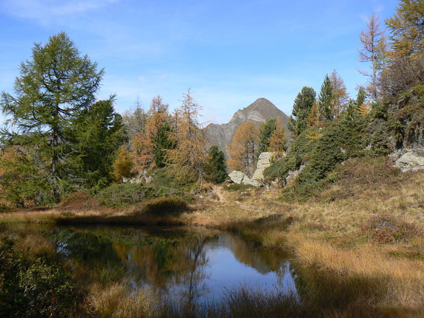 Moorgebiet mit vielen Libellen beim Aufstieg zum Forcapass
