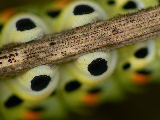 Bauchfüsse von Papilio machaon (Schwalbenschwanz) in starker Vergrösserung. Man beachte die feinen Haare an den Füssen.