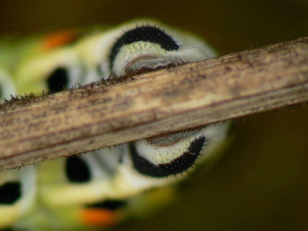 Die Nachschieber von Papilio machaon (Schwalbenschwanz) mit saugnapfartiger Haftung am Untergrund.
