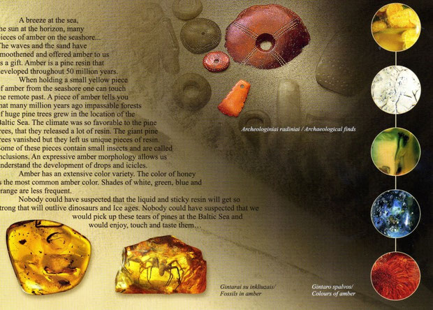 Eyes : Amber colour - dark to pale