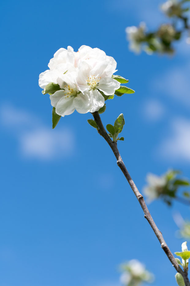 Conny - Foto 6 - Hallo Frühling!