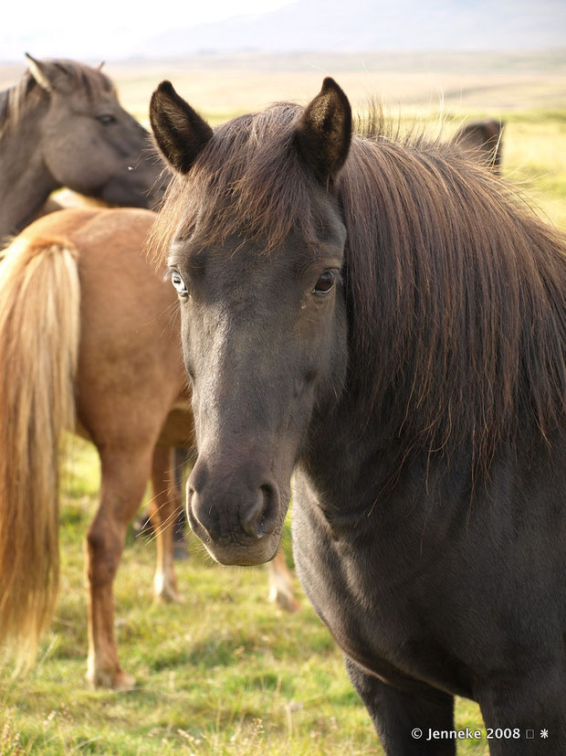 IJslands paard met een blauw en bruin oog, kwamen we tegen in noord IJsland richting het westen rijdend naar Grundarfjordur