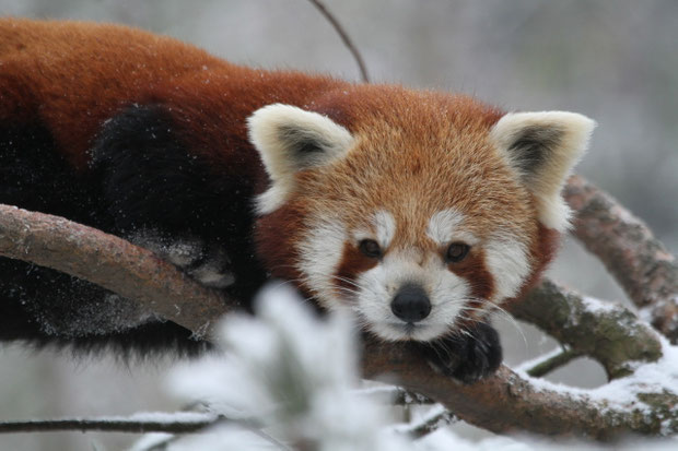 Kleiner Panda Zoo Zürich