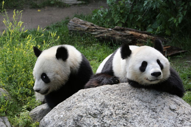 Grosser Panda Tiergarten Schönbrunn