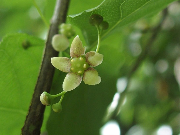 ツリバナが開花しています。しっかり実を付けてほしいですね。