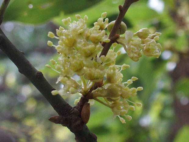 シロモジの花。咲き始めの花をたくさん着けていたこの木が今日は丸坊主・・・台風のいたずら者め