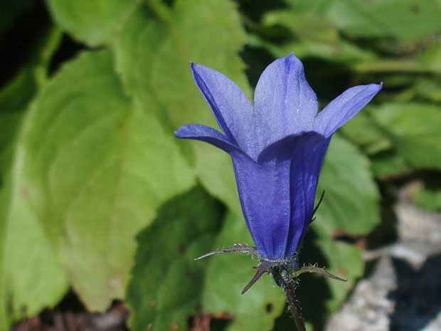 イワギキョウ・・・今回の山登りで〝花〝には縁がなかった。というよりとてもとても余裕なしが本音。