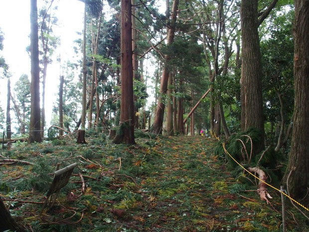 カタクリ群生地の杉の林が、倒木と途中の折れがあって明るくなった感じ。　　　　　　　　　　　　　　　昨日は登山道がふさがれていて、あっちこっち回り道をして通り抜けたそうです。