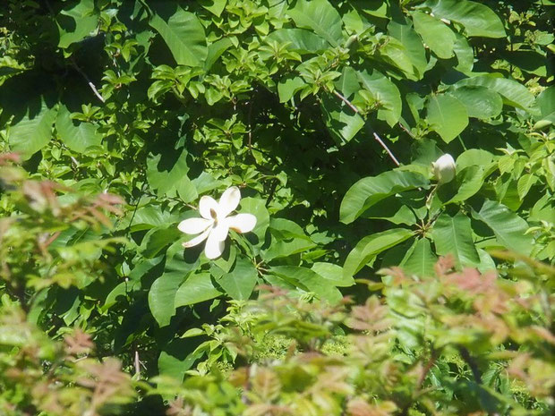 ホウノキの花　：非常に魅力的な花ですが、いつもは下から眺めるだけ。ちょっと開き過ぎです。