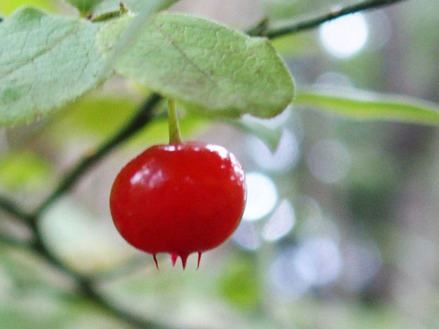 早くもアクシバの実も熟していた。この透き通るような赤い実に見とれてしまう。