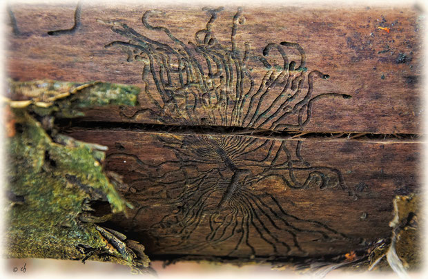 Das Baum-Tattoo ........ das Werk eines Buchdruckers