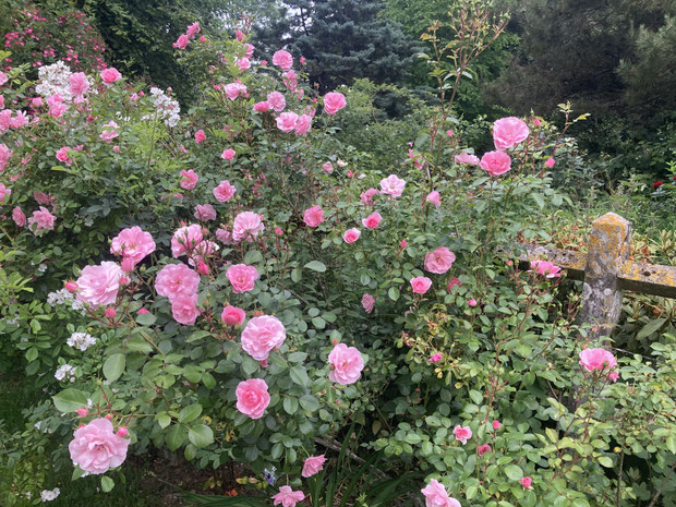Rosier ‘Bonica 92 ‘