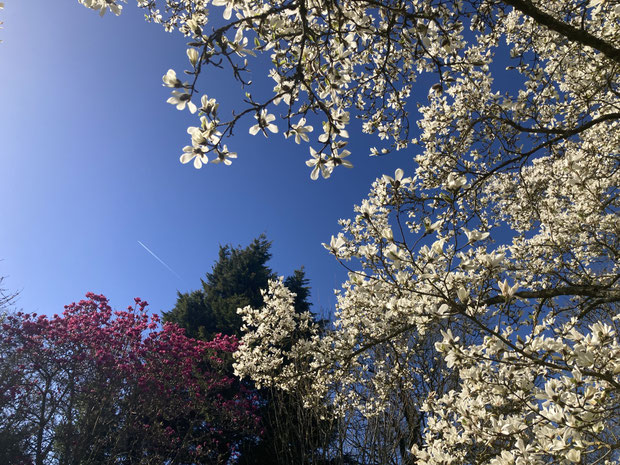 Magnolias ‘Stellata’ et ‘Vulcan’