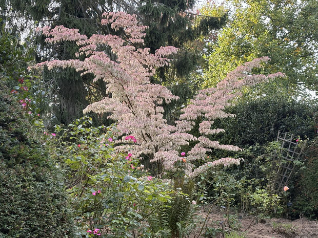 Cornus kousa Laura