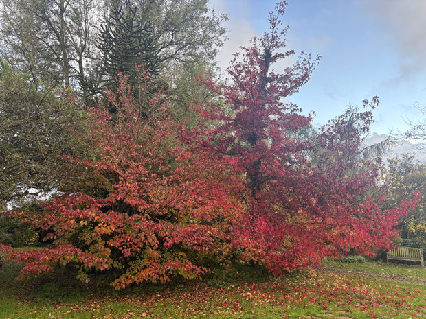 Cornus kousa Satomi et Liquidambar