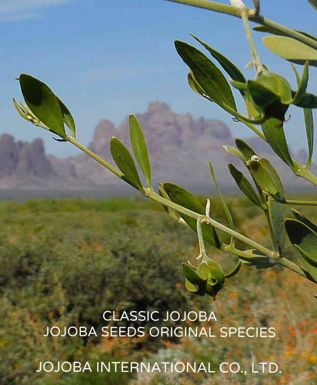 ♔ CLASSIC JOJOBA  * JOJOBA SEEDS ORIGINAL SPECIES アリゾナ州原産原種ホホバ（純粋種Sayuri原種ホホバ）環境保護区域イーグルテールマウンテンを臨んで, Orange Desert Globemallow, Desert Marigold Native Wildflower, Brittlebushと共に