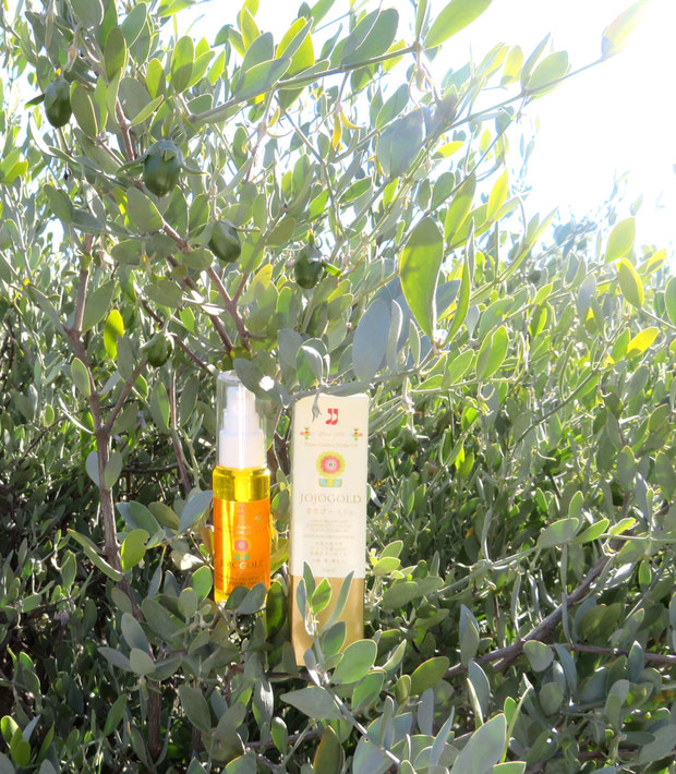 ♔ "Mystic dew" - a golden Oasis for your skin. 古代、ホホカム族が定住農業をしていたと云われる広大な砂漠のオアシス大地にて 神秘の植物 原種ホホバのお花に囲まれた"ホホゴールド" 【(純粋種Sayuri原種ホホバ)(雄・King)花期12月~3月】