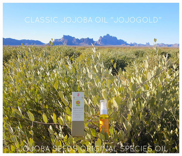 ❦ CLASSIC JOJOBA OIL "JOJOGOLD" アリゾナ州原産原種ホホバ　天然の潤いを。 ホホゴールドの優れた浸透力によってお肌・髪の内側に作用します。ツヤ、ハリのある 素肌 若返り 美しさへー  