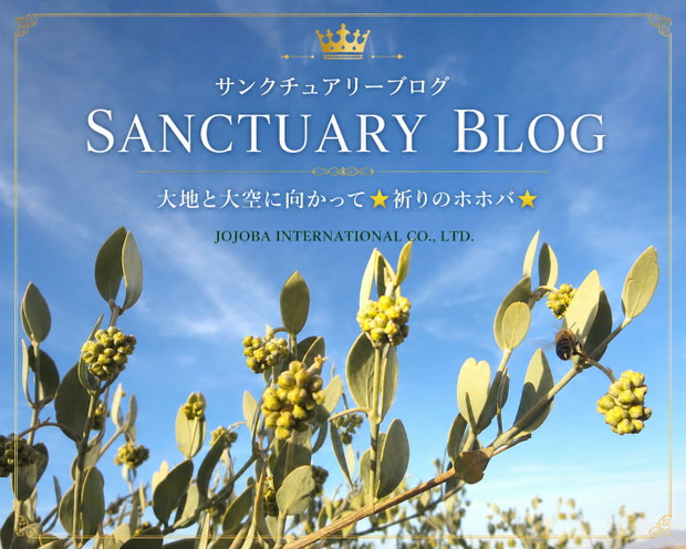 青空に向かって伸びる原種ホホバの枝と花蕾の風景。サンクチュアリーブログのタイトル「SANCTUARY BLOG」と「大地と大空に向かって★祈りのホホバ★」、JOJOBA INTERNATIONAL CO., LTD.の文字が入ったブログヘッダー画像。