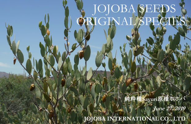 ♔ JOJOBA SEEDS ORIGINAL SPECIES 2019