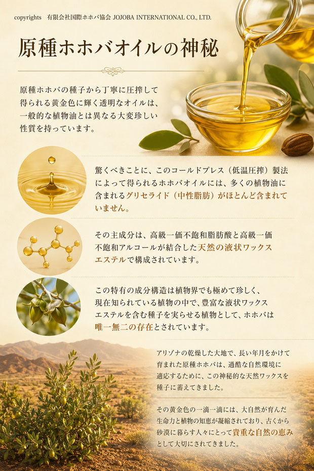 原種ホホバオイルの神秘」をテーマにした高級感のあるインフォグラフィック。黄金色のホホバオイル、ホホバの種子や植物、液状ワックスエステルのイメージ、アリゾナの砂漠風景を背景に、原種ホホバオイルの特徴や成分構造、自然の恵みについて日本語で紹介している。
