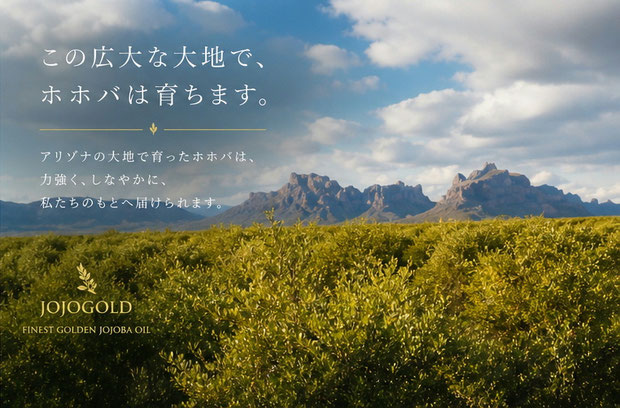 アリゾナの広大なホホバ農園とイーグルテール山の風景 Expansive jojoba farm in Arizona with Eagletail mountains in background