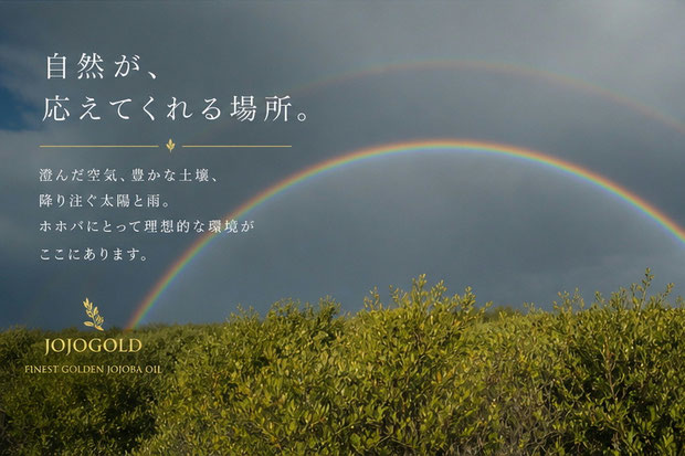 アリゾナのホホバ農園にかかる大きな虹の風景 Wide rainbow over jojoba farm in Arizona landscape