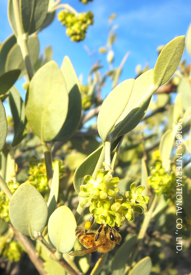 ♔ ハクアハラ蜜蜂が神秘の植物 原種ホホバ（純粋種Sayuri原種ホホバ）のお花（雄・King）の蜜に飛び交っていました