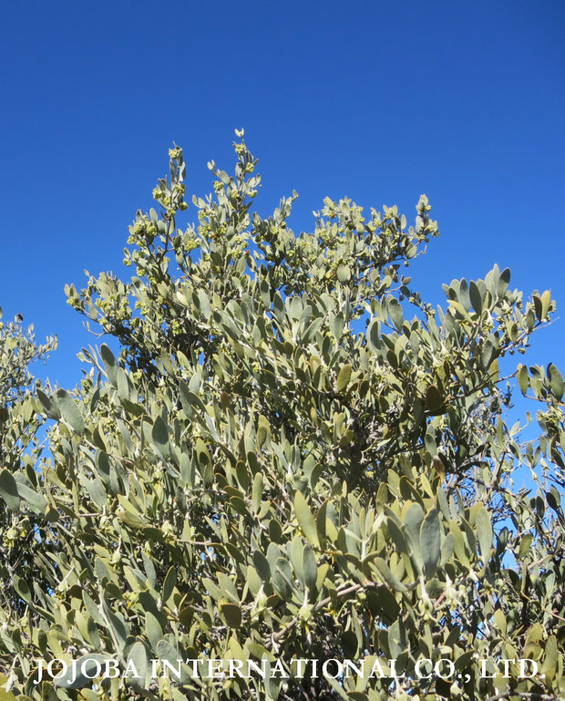♔ 広大な大地アリゾナ州ハクアハラヴァレーで生長する原種ホホバ（純粋種Sayuri原種ホホバ）の花（雄・King）と若芽（雌・Queen）　1月