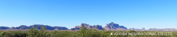 ARIZONA JOJOGOLD “Mystic Dew” A Golden Oasis for Your Skin In the vast desert landscape of Harquahala Valley, Arizona, an underground spring system connected with the legendary Agua Caliente mineral waters has long been regarded as a precious oasis of th