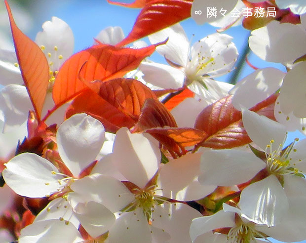 ∞ 山桜