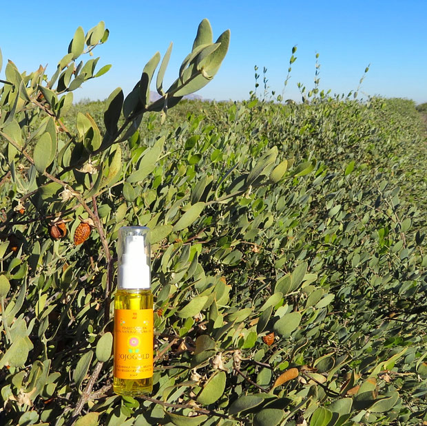 ♔ "Mystic dew" - a golden Oasis for your skin. CLASSIC JOJOBA OIL "JOJOGOLD"100%ナチュラル原種のゴールデンホホバオイル ホホバスピリッツ『ホホゴールド』Since 1982