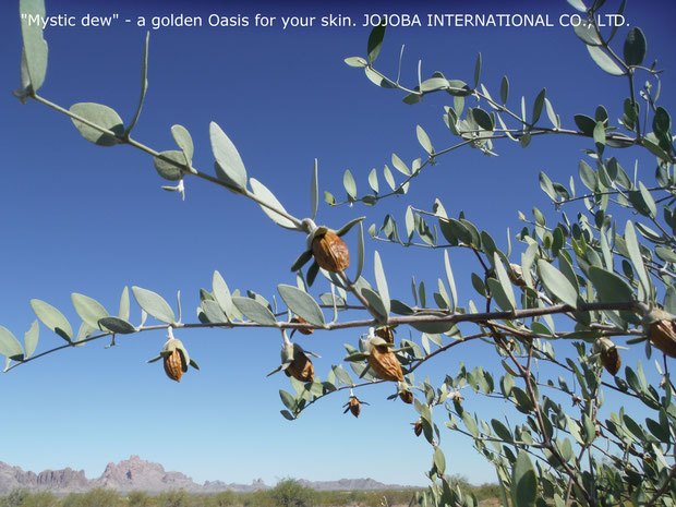 ♔ CLASSIC JOJOBA *スマートパワープラント原種ホホバ SMART POWER PLANT JOJOBA SEED ORIGINAL SPECIES
