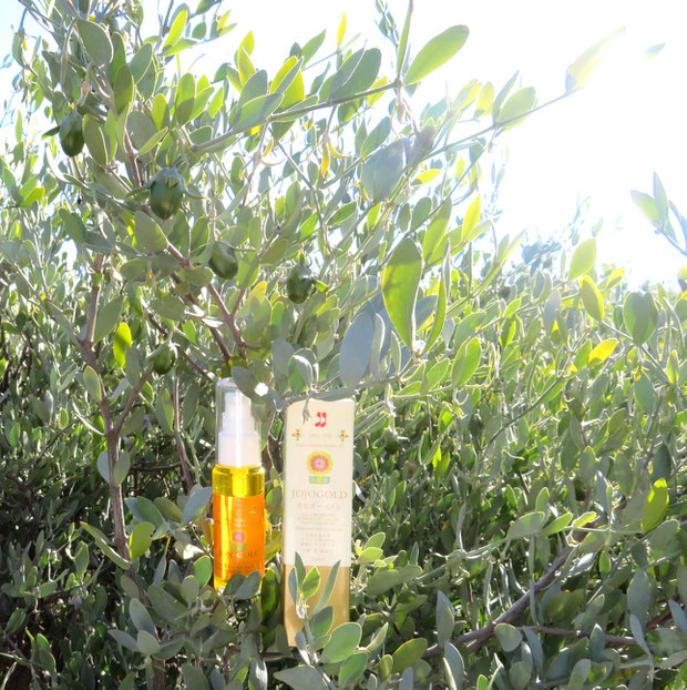 ♔ 100% Natural Jojoba oil JOJOGOLD