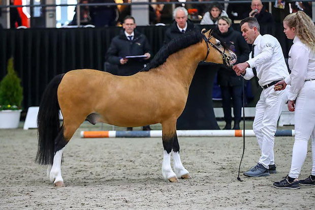 Oostdijk's Ceridwen Memory, Keur 2011-2023 with her last foal in 2021 by Perlhof Gable (retained)