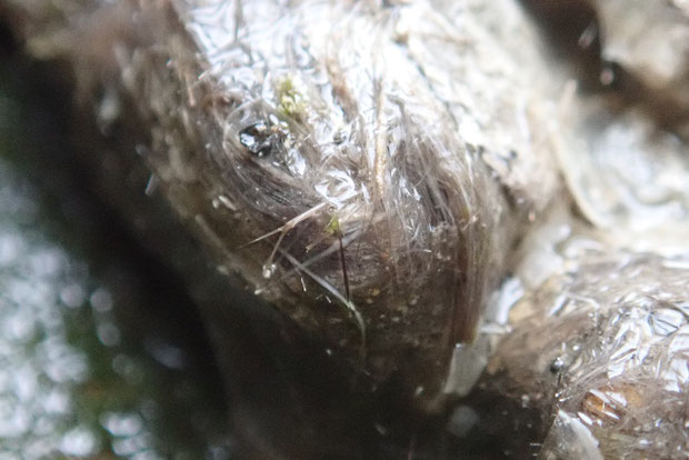 奥西表の仲良川上流のナーラの滝でイリオモテヤマネコの糞を発見