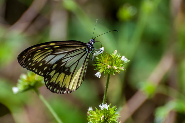 Schmetterling auf dem Weg zum Vulkan Mahawu