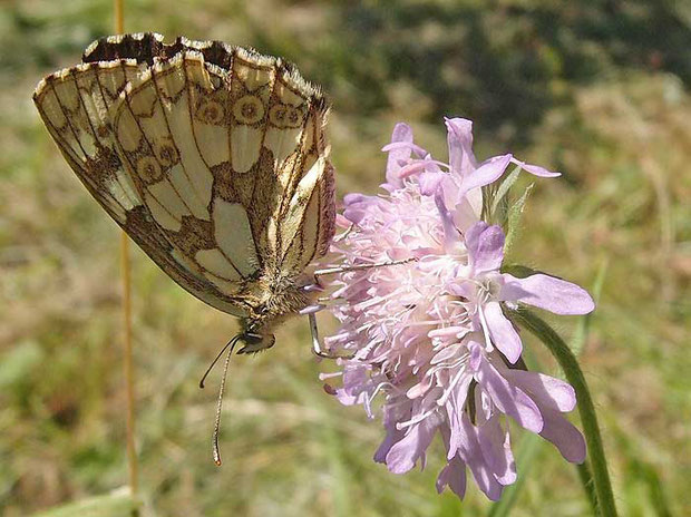 ein schachbrettfalter macht pause auf einer blüte